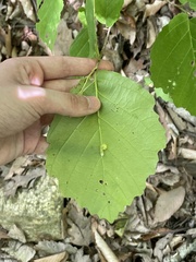 Pyreferra hesperidago