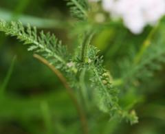 Achillea millefolium