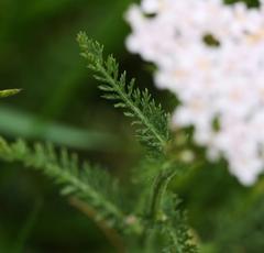Achillea millefolium