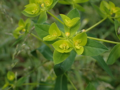 Euphorbia platyphyllos