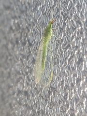 Chrysoperla comanche