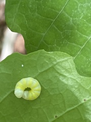 Pyreferra hesperidago