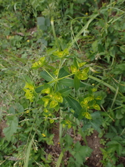 Euphorbia platyphyllos