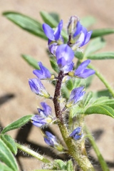 Lupinus pusillus