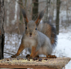 Sciurus vulgaris