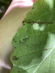 Pyreferra hesperidago