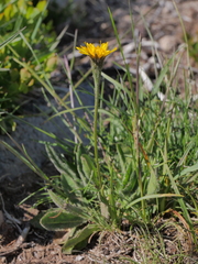 Scorzoneroides pyrenaica