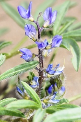 Lupinus pusillus