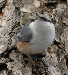 Sitta europaea