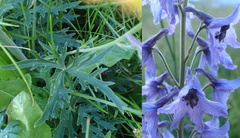 Delphinium inconspicuum