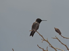 Archilochus alexandri