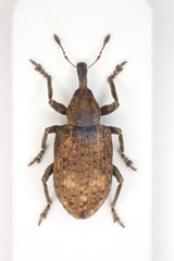 Hypera rumicis