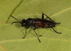 Macrophya annulata