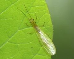 Sweltsa
