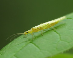 Sweltsa