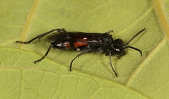 Macrophya annulata