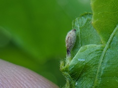 Andricus chinquapin