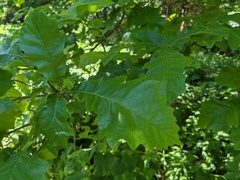 Andricus chinquapin