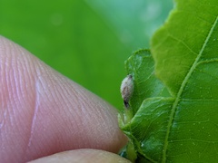 Andricus chinquapin