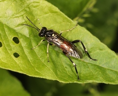 Macrophya militaris