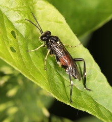 Macrophya militaris