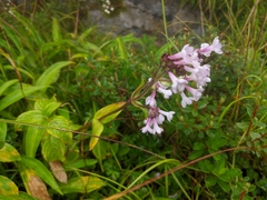 Nardostachys jatamansi
