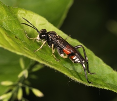 Macrophya militaris