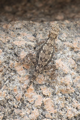 Psammophilus dorsalis