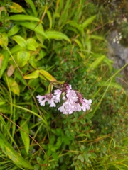 Nardostachys jatamansi