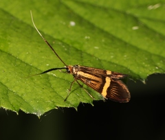 Nemophora degeerella