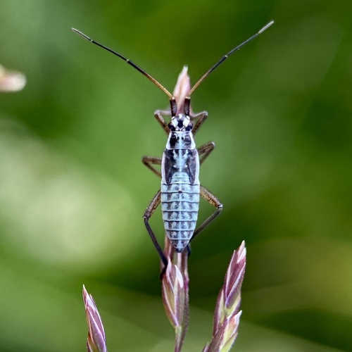Painioji Žolblakė nuotrauka