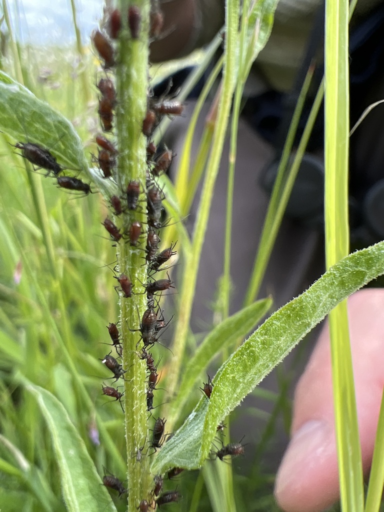 Uroleucon jaceicola