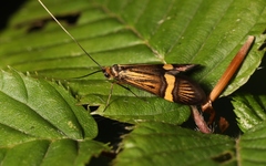 Nemophora degeerella