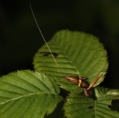 Nemophora degeerella