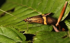 Nemophora degeerella
