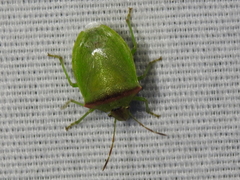 Thyanta custator accerra