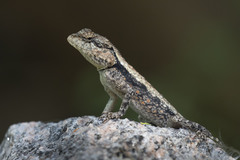 Psammophilus dorsalis