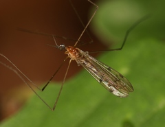 Neolimonia dumetorum