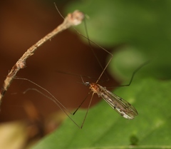 Neolimonia dumetorum