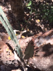 Acanthocereus tetragonus