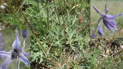 Delphinium inconspicuum