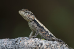 Psammophilus dorsalis