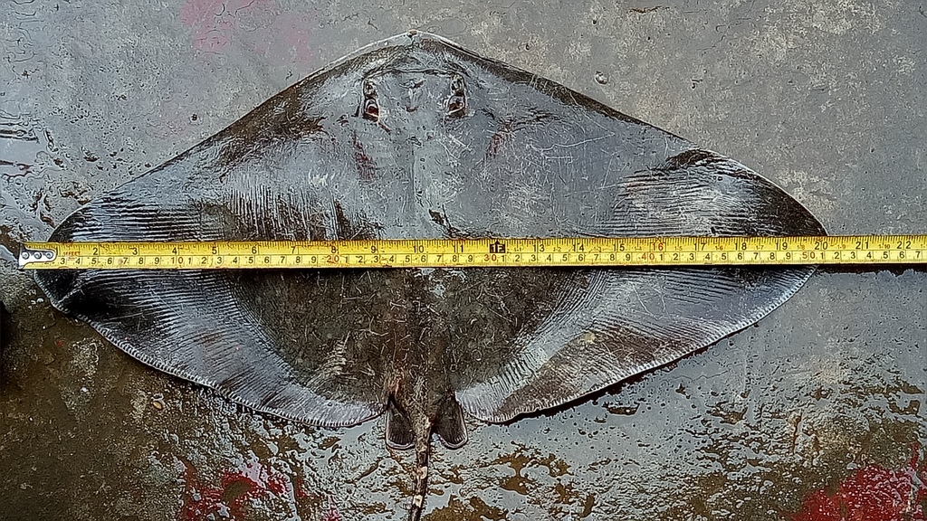 Longtail Butterfly Ray in March 2022 by Dilshad Farahnaz Tasnima