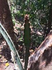 Acanthocereus tetragonus