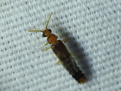 Distremocephalus texanus