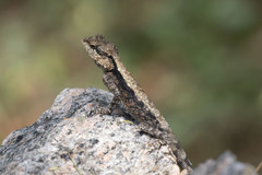 Psammophilus dorsalis