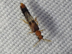 Distremocephalus texanus