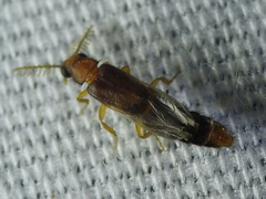 Distremocephalus texanus