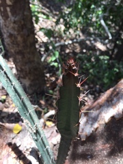 Acanthocereus tetragonus