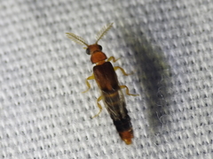 Distremocephalus texanus